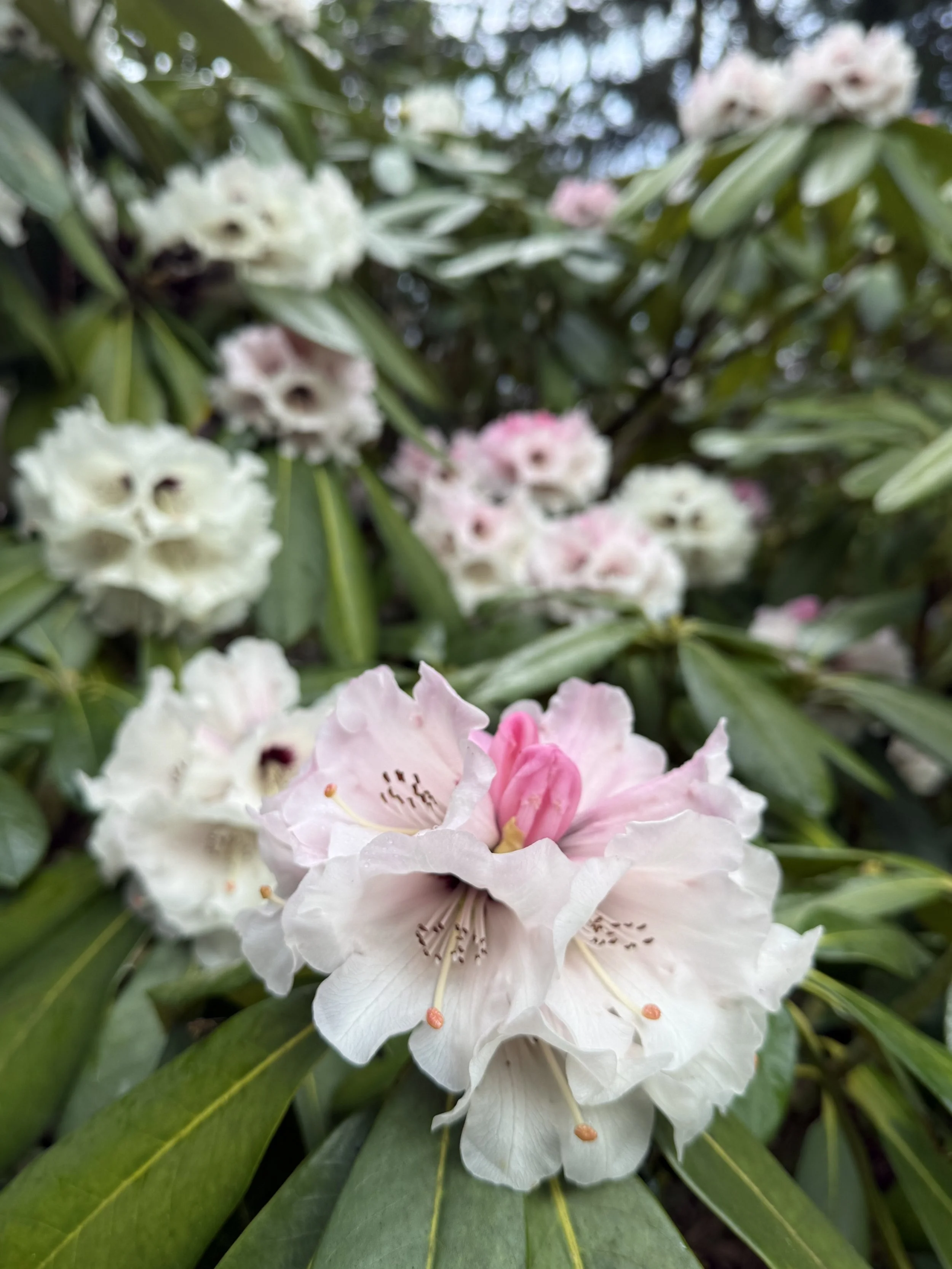 2026 Bloom Report — Meerkerk Gardens
